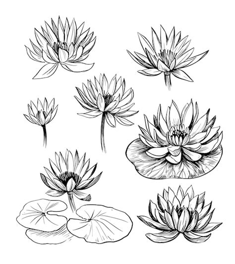 Premium Vector | Set of water lily. lotus. hand drawn outline