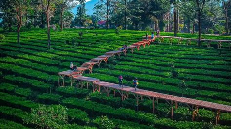 Tea Bridge Gunung Mas, Wisata Baru di Puncak yang Menawan – BookingTogo