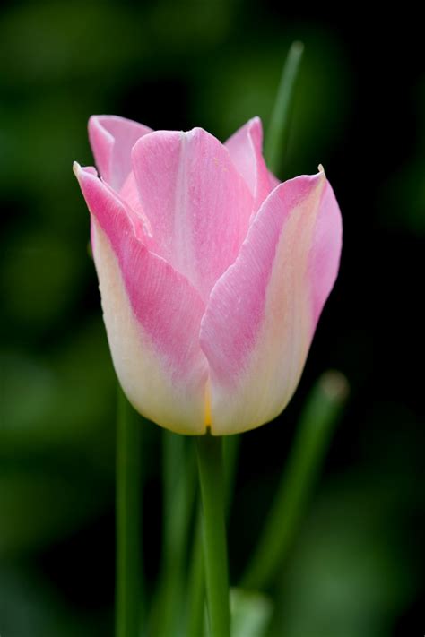 Pink Tulip Flower Free Stock Photo - Public Domain Pictures