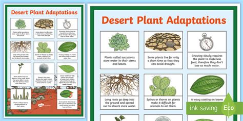 Desert Plant Adaptations Display Poster - Teaching Resource