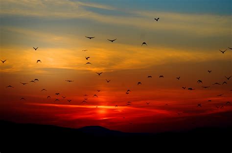 Silhouette of birds during sunset HD wallpaper | Wallpaper Flare