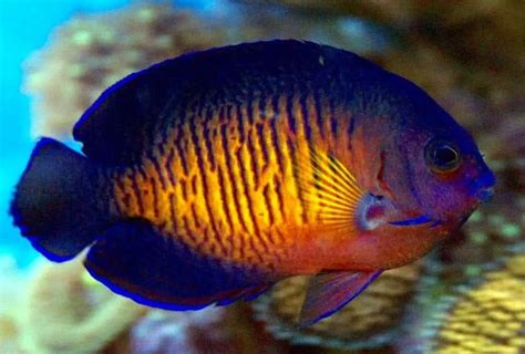 Coral Beauty Angelfish – Ultimate Care & Buyers Guide – Fishkeeping Forever