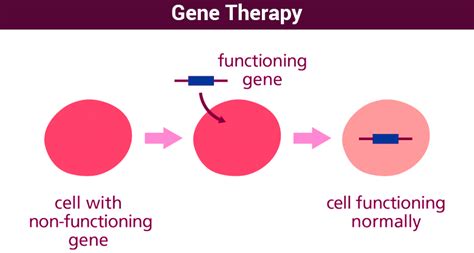 Gene Therapy - Principles Of Gene Therapy | Types & Examples