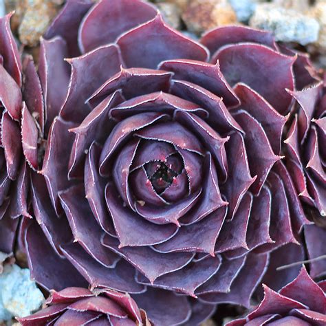 Sempervivum 'El Toro' - Mountain Crest Gardens