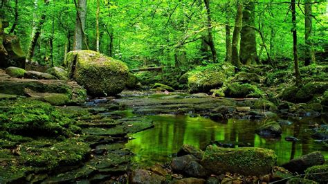 Nature Green Forest Wallpaper 4K : Цветок, 4k, hd, весна, лес обои эпл ...