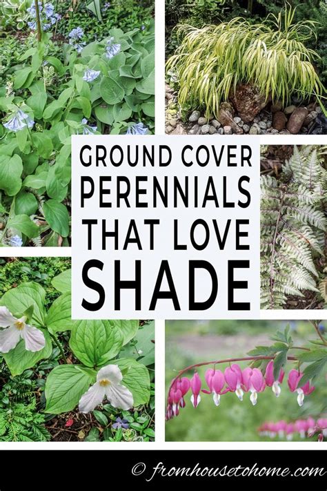 Ground Cover Plants For Shade (Perennials That Keep Weeds Down ...