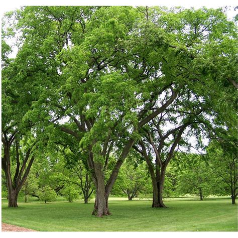 American Elm Tree - 1 Gallon | Elm tree, Fast growing shade trees, Fast ...