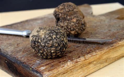 Black truffles stock image. Image of background, black - 15957497