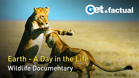 Wildlife 24 - The Wildest Day on Earth | Wildlife Documentary - YouTube