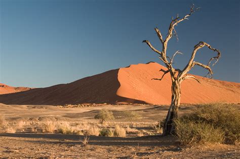 File:Thorn Tree Sossusvlei Namib Desert Namibia Luca Galuzzi 2004a.JPG ...