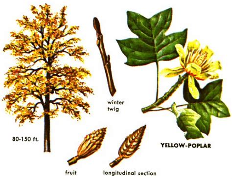 tulip poplar tree identification - Rubin Still