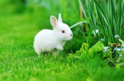 How To Take Care of Baby Bunnies — Rabbit Care Tips