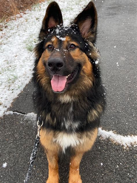 German Shepherd Bernese Mountain Dog Mix: Loyal, Protective, and Good ...