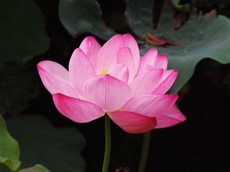 Pink Lotus Absolute (Nelumbo nucifera) – Natural Alchemy