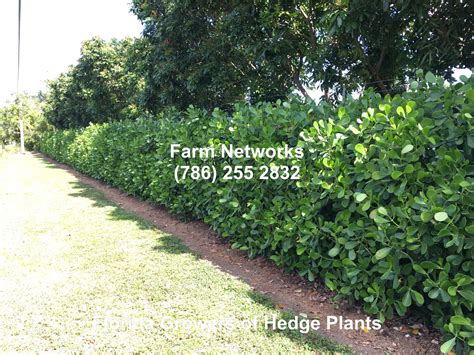 Florida Clusia Hedge | Florida landscaping, Florida plants, Hedges ...