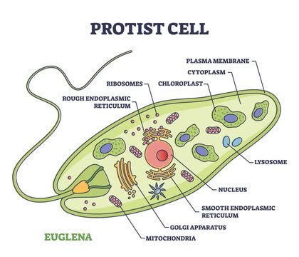 Structure Protiste