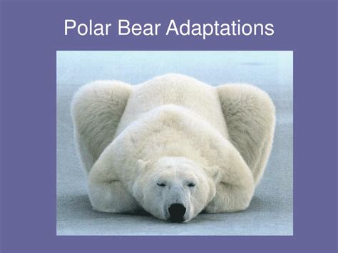 PPT - Polar Bear Adaptations PowerPoint Presentation, free download ...