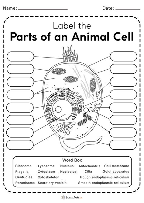 Plant Cell And Animal Cell Worksheet Pdf