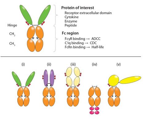 Published Articles – Immunoglobulin Fc-Fusion Proteins - Chamow and ...