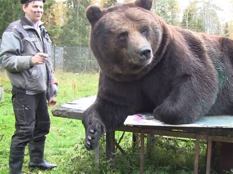 Meet Juuso the painting brown bear - Finland's next biggest export ...