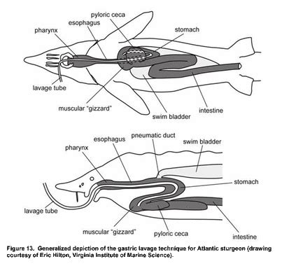 Digestion - The Atlantic Sturgeon