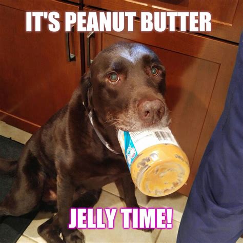 It's peanut butter jelly time! #ChuckietheChocolateLab #TeamChuckie # ...