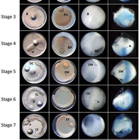 The nine stages of Snapper egg development in live eggs (Live) and ...