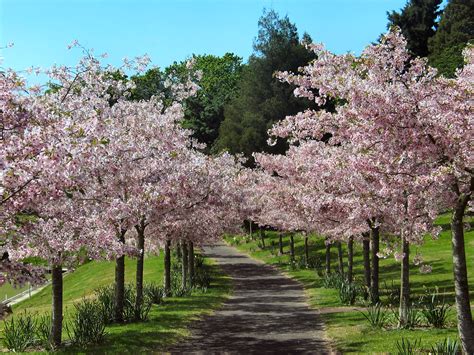 Prunus avium (Sweet Cherry) - Tree Wiki