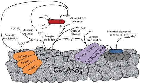 Minerals | Free Full-Text | Bioleaching of Arsenic-Bearing Copper Ores