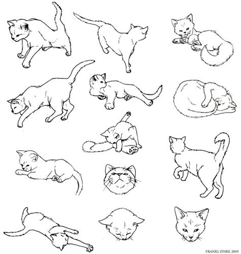 Cat Anatomy Drawing Tutorial | www.imgkid.com - The Image Kid Has It!