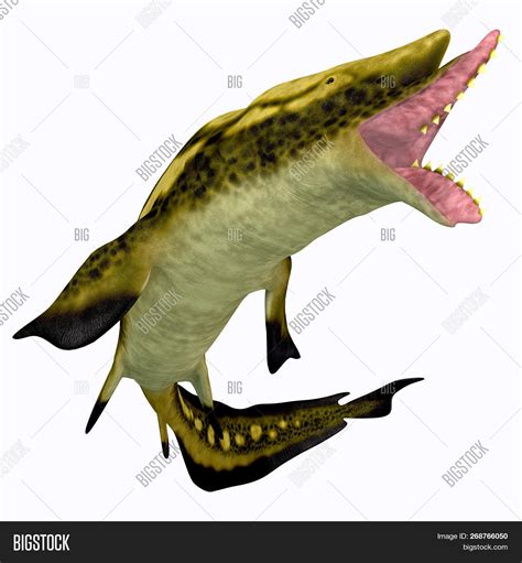 Edestus Shark Mouth 3d Image & Photo (Free Trial) | Bigstock