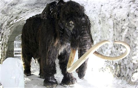 Initial Stage Reached on Dream of Cloning Woolly Mammoth | Ancient Origins