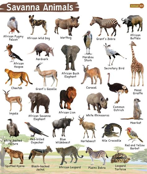 Types Of Animals In The Savanna Biome - Printable Templates Protal