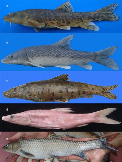 Some Cyprinid species collected in sampling sites. a, Barbus lacerta ...