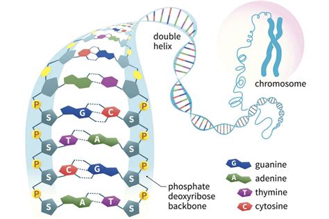 Nucleic Acids - Types, Structure, and Function