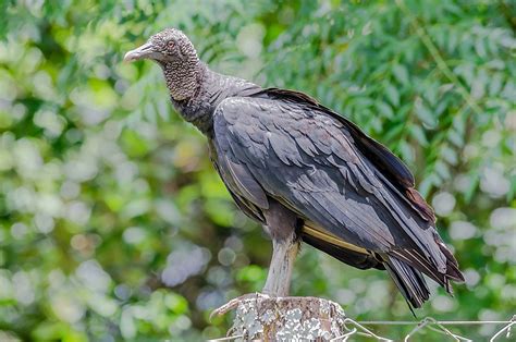 The Seven Species Of New World Vultures - WorldAtlas