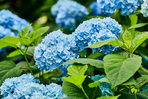 Breathtaking Compilation of Over 999 Blue Flower Images in Full 4K