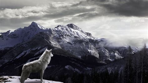 Dark Wolf Wallpaper (63+ images)