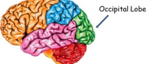 Occipital Lobe | Brain Training of New England