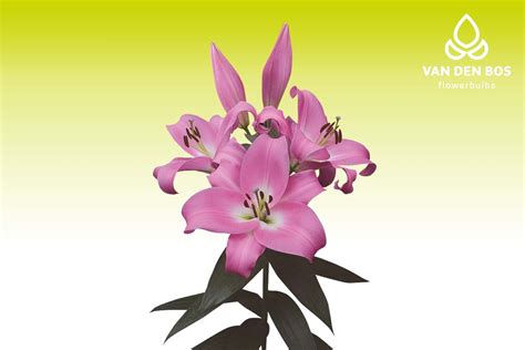 Tabledance® (O.T.) - Lirio - Van den Bos Flowerbulbs