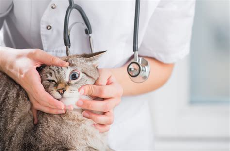 7 Tips for Treating Cat Eye Infections | Cat eye infection, Eye ...