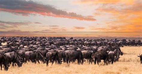 The great Serengeti Wildebeest Migration | Serengeti Wildebeest Migration