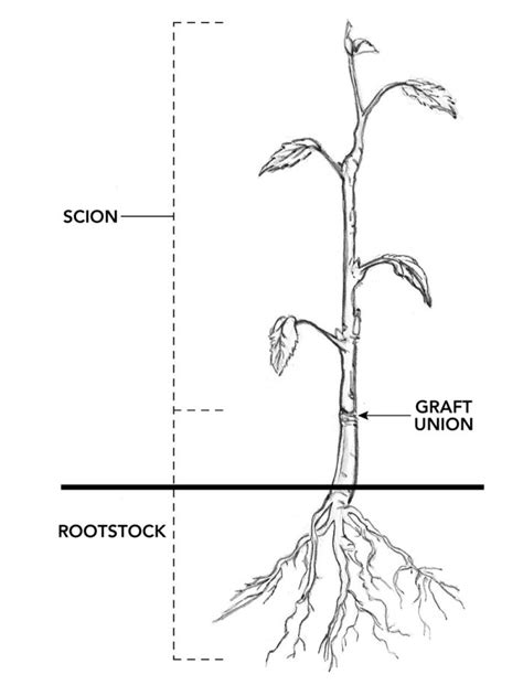 How to Prune Lilacs - Fine Gardening