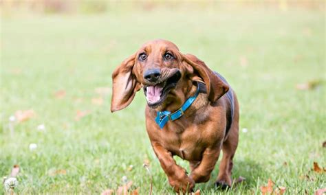 How Much Exercise Do Basset Hounds Need? - Beagle Care