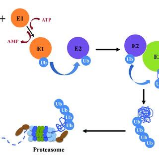 A schematic representation of the ubiquitin-proteasome system ...