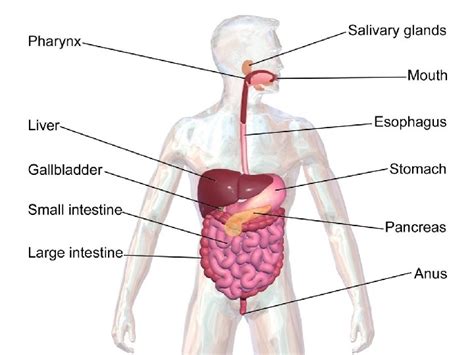 The Digestive System Digestive Tract Mouth Pharynx Esophagus