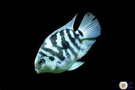 Polar Blue Parrot Cichlid | A Hybrid In Cichlid Family