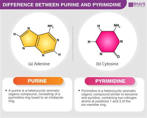 Purine And Pyrimidine Nucleotides