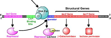 The Structural Genes Assignment Help Homework Help Online Live Tutoring ...