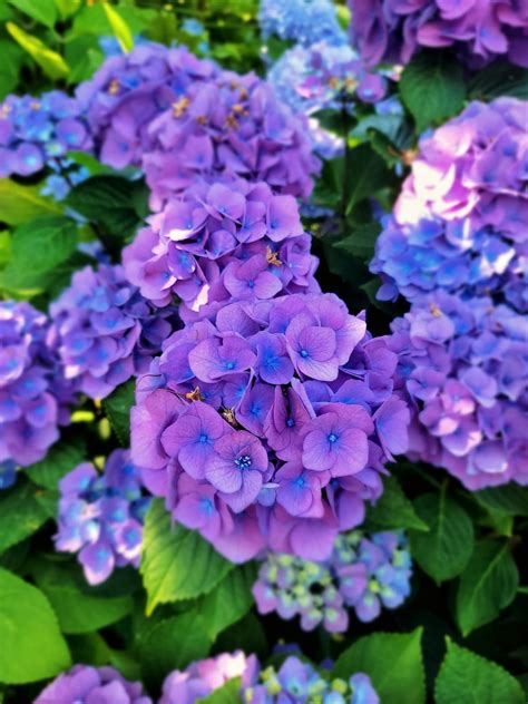 Ultimate Guide to Grow and Care for Hydrangeas for Beginners - Shiplap ...